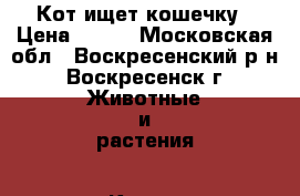 Кот ищет кошечку › Цена ­ 500 - Московская обл., Воскресенский р-н, Воскресенск г. Животные и растения » Кошки   